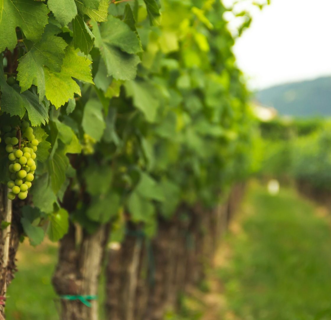plantaciones de uvas