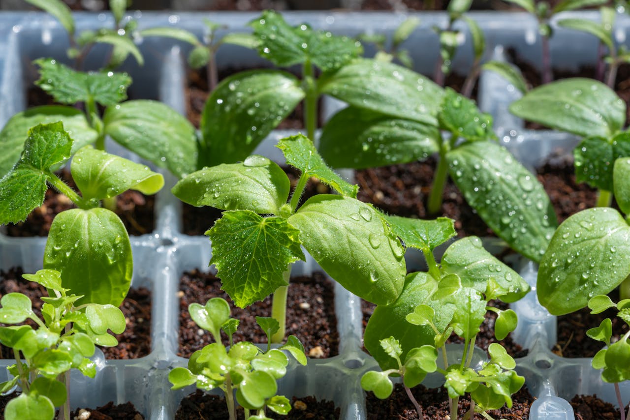 plantaciones de vegetales