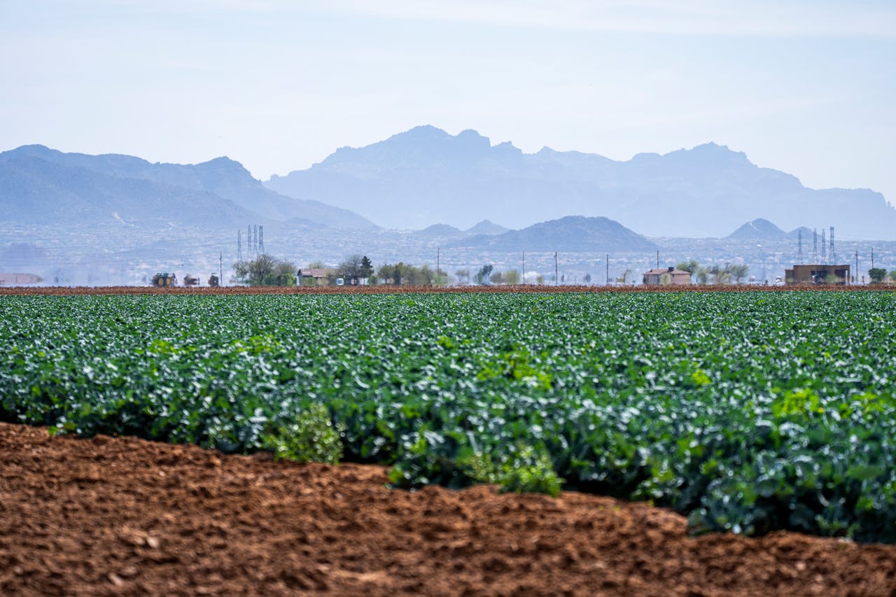 plantaciones